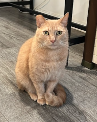 Lost Male Cat last seen Near E Windsor Rd, Glendale, CA 91205