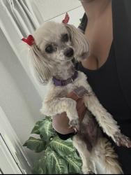 Lost Female Dog last seen Oak Vista Circle near Cunningham , Killeen, TX 76542
