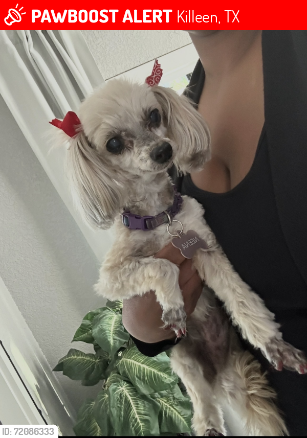 Lost Female Dog last seen Oak Vista Circle near Cunningham , Killeen, TX 76542
