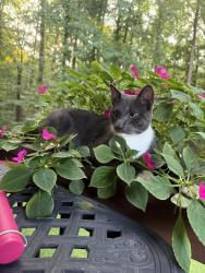 Lost Male Cat last seen Ridge Rd Hiram ga, Hiram, GA 30141