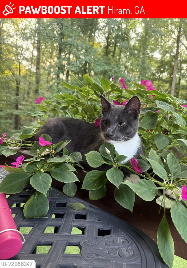 Lost Male Cat last seen Ridge Rd Hiram ga, Hiram, GA 30141