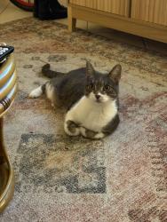 Lost Female Cat last seen Leigh st and Cavendish Road , Coorparoo, QLD 4151