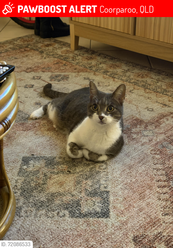 Lost Female Cat last seen Leigh st and Cavendish Road , Coorparoo, QLD 4151