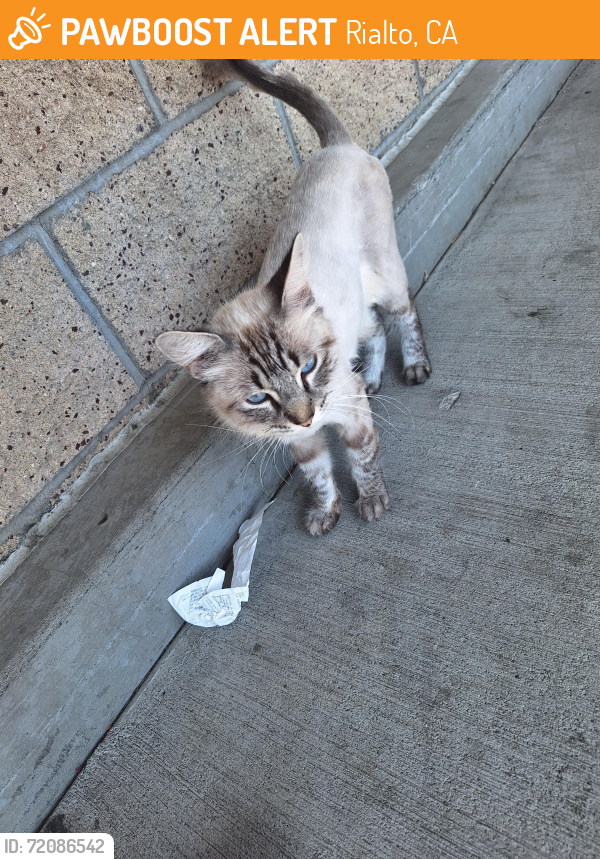 Rialto, CA Stray Female Cat Found Near Foothill & Cactus | PawBoost