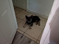 Lost Male Dog last seen  Charleston and Frank street, Las Vegas, NV 89101