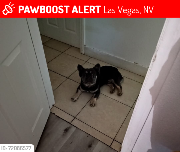 Lost Male Dog last seen  Charleston and Frank street, Las Vegas, NV 89101