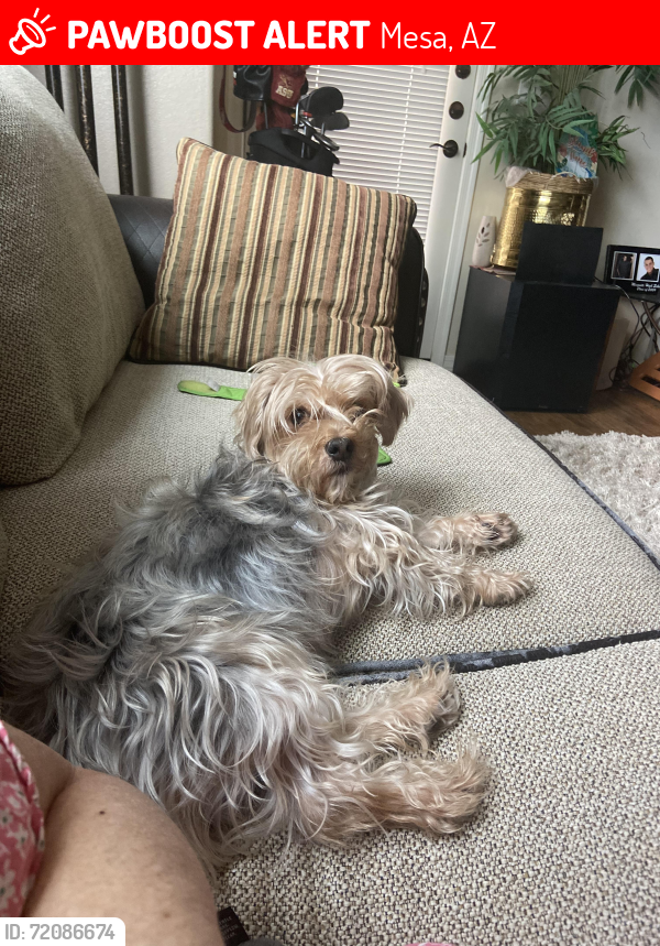 Lost Male Dog last seen 84th Way & balsam Avenue in Mesa, Mesa, AZ 85208