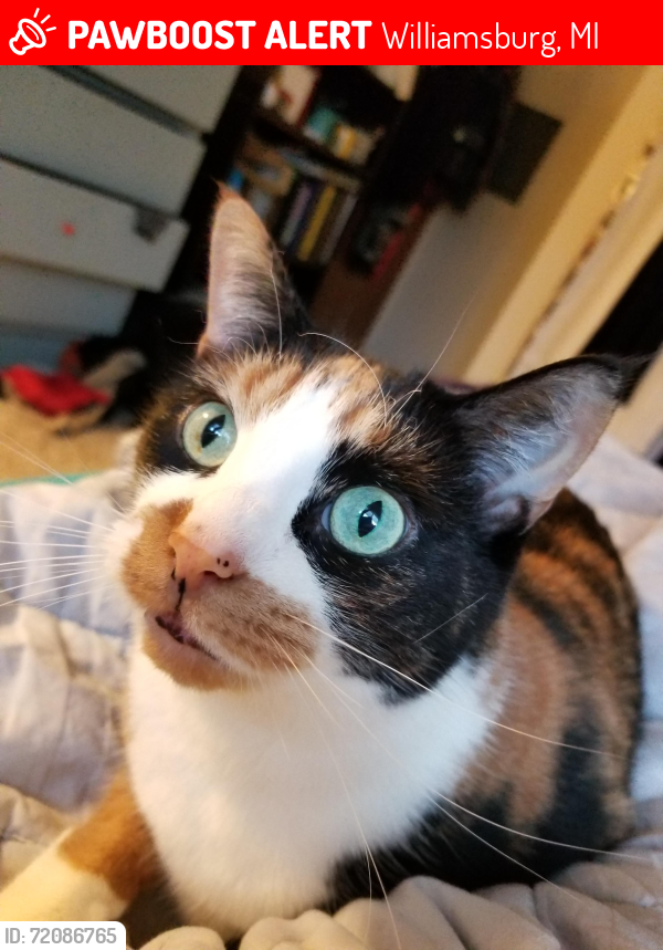Lost Female Cat last seen Near Brackett, Williamsburg, MI 49690