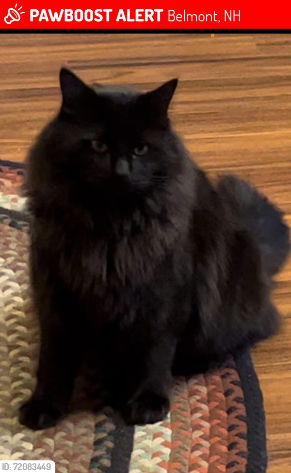 Lost Male Cat last seen Near and 106, Belmont, NH 03220