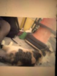 Lost Female Cat last seen Riviera Beach FL, Riviera Beach, FL 33404