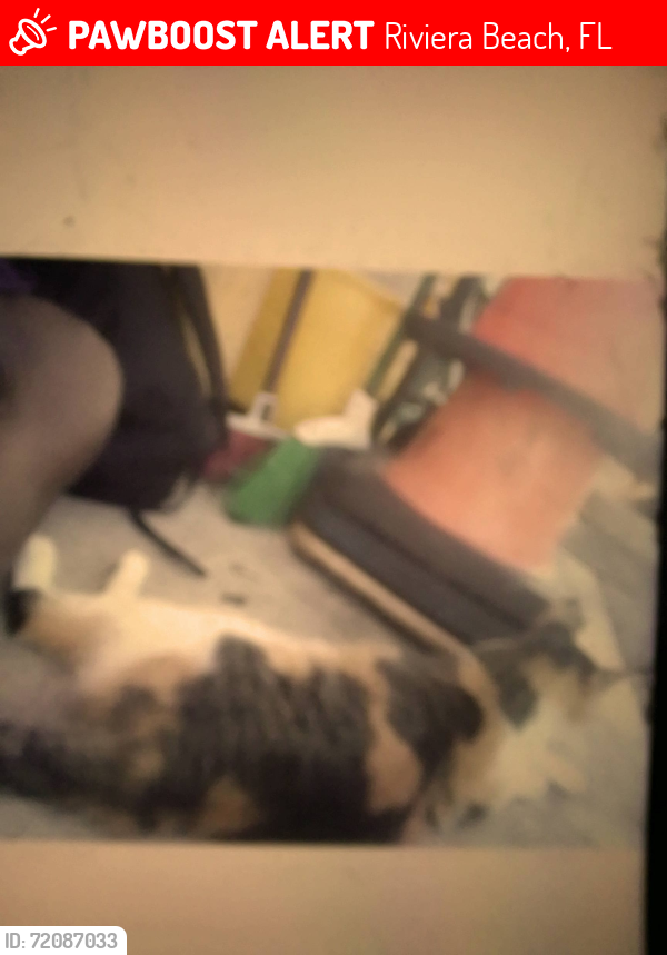 Lost Female Cat last seen Riviera Beach FL, Riviera Beach, FL 33404