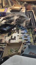 Lost Male Cat last seen SE Horstman Rd and SE Orchard Lane², Port Orchard, WA 98366