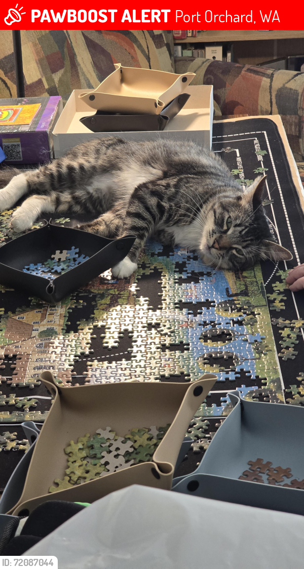 Lost Male Cat last seen SE Horstman Rd and SE Orchard Lane², Port Orchard, WA 98366