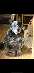 Lost Male Dog last seen Last seen around 5th Ave S and 17th St South. may have headed towards Main st, Fargo, ND 58103