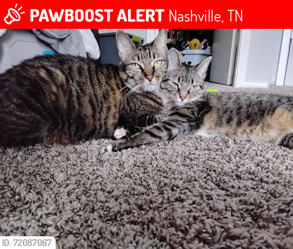 Lost Male Cat last seen Near brickdale ln nashville tennessee, Nashville, TN 37207