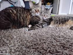 Lost Male Cat last seen Near brickdale ln nashville tennessee, Nashville, TN 37207