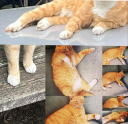 Lost Female Cat last seen our yard after feeding, Norlina, NC 27563