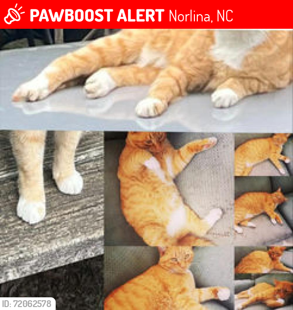 Lost Female Cat last seen our yard after feeding, Norlina, NC 27563