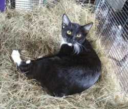 Lost Male Cat last seen Loggin Rd, Frankfort, maine, Frankfort, ME 04438