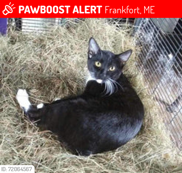 Lost Male Cat last seen Loggin Rd, Frankfort, maine, Frankfort, ME 04438