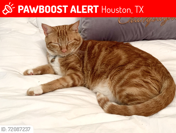 Lost Male Cat last seen Cortlandt street and White Oak 77007, Houston, TX 77007