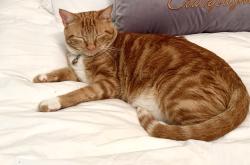 Lost Male Cat last seen Cortlandt street and White Oak 77007, Houston, TX 77007