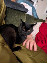 Lost Male Cat last seen Everett mall way and evergreen way, Everett, WA 98204