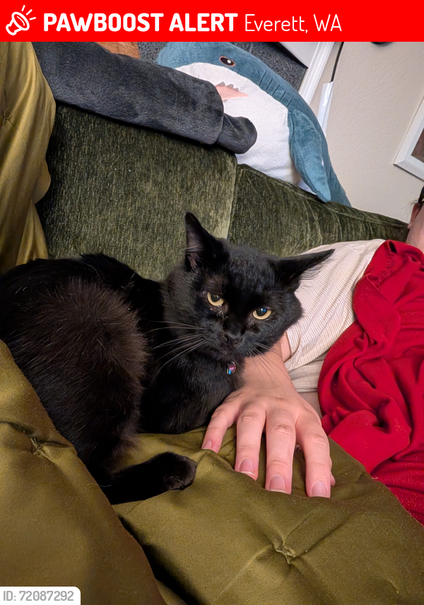 Lost Male Cat last seen Everett mall way and evergreen way, Everett, WA 98204