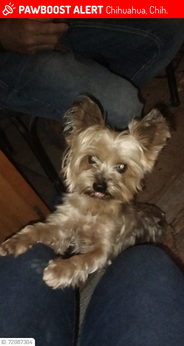 Lost Male Dog last seen Av.Juan Pablo , Chihuahua, Chih. 31384