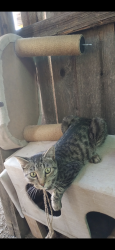 Lost Female Cat last seen Clydesdale road and oak Hill Lane, Castle Rock, CO 80108