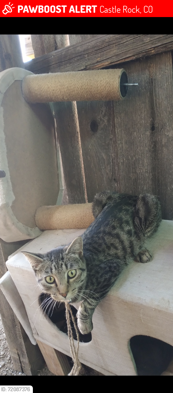 Lost Female Cat last seen Clydesdale road and oak Hill Lane, Castle Rock, CO 80108