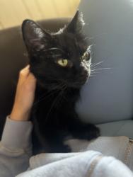 Lost Female Cat last seen Marco, Friar, Nottingham, Meadow, Parma, OH 44134