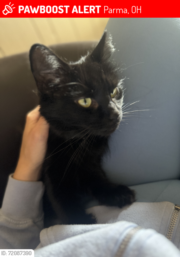 Lost Female Cat last seen Marco, Friar, Nottingham, Meadow, Parma, OH 44134