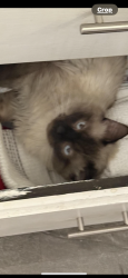 Lost Male Cat last seen Scarlett Oaks Road , Maryville, TN 37801