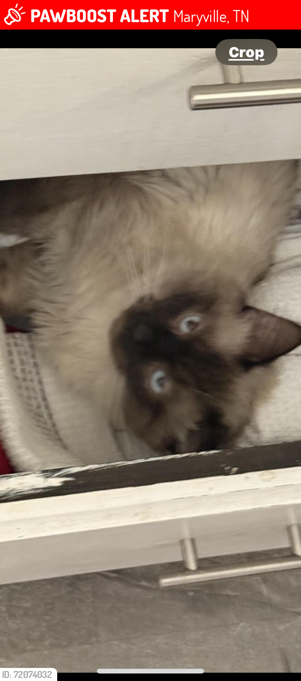 Lost Male Cat last seen Scarlett Oaks Road , Maryville, TN 37801