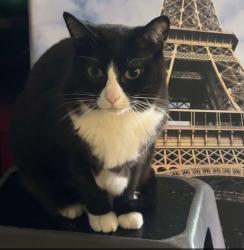 Lost Male Cat last seen Onyx St, West Richland, WA 99353