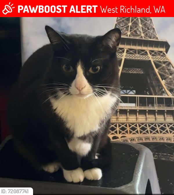 Lost Male Cat last seen Onyx St, West Richland, WA 99353