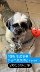 Lost Male Dog last seen Leanna Denae Sharycrossing Mission , Hidalgo County, TX 78573