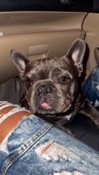 Lost Male Dog last seen Kenwood, Silverton, OH 45213