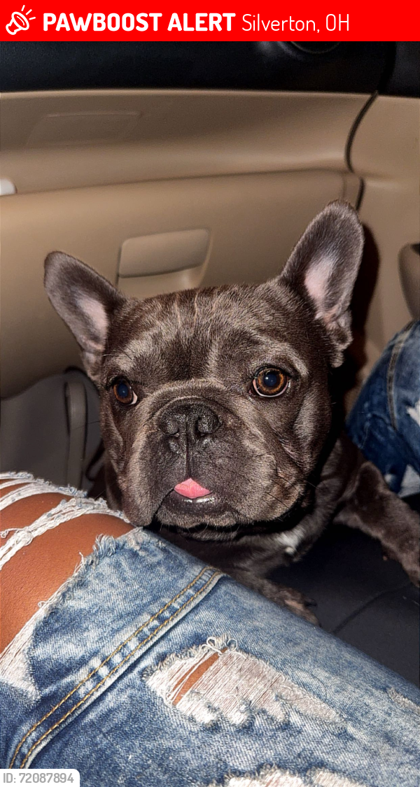Lost Male Dog last seen Kenwood, Silverton, OH 45213