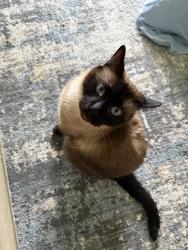 Lost Male Cat last seen Neigbourhood close to bell labs, New Providence, NJ 07974