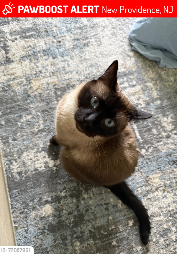 Lost Male Cat last seen Neigbourhood close to bell labs, New Providence, NJ 07974