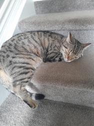 Lost Male Cat last seen Near hildegard drive , Hamilton, ON L8K 5S1