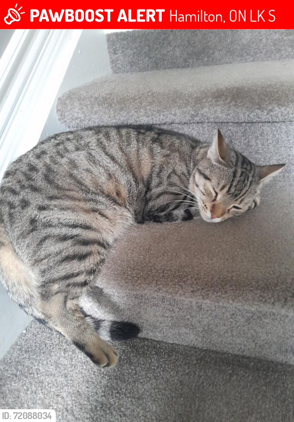 Lost Male Cat last seen Near hildegard drive , Hamilton, ON L8K 5S1