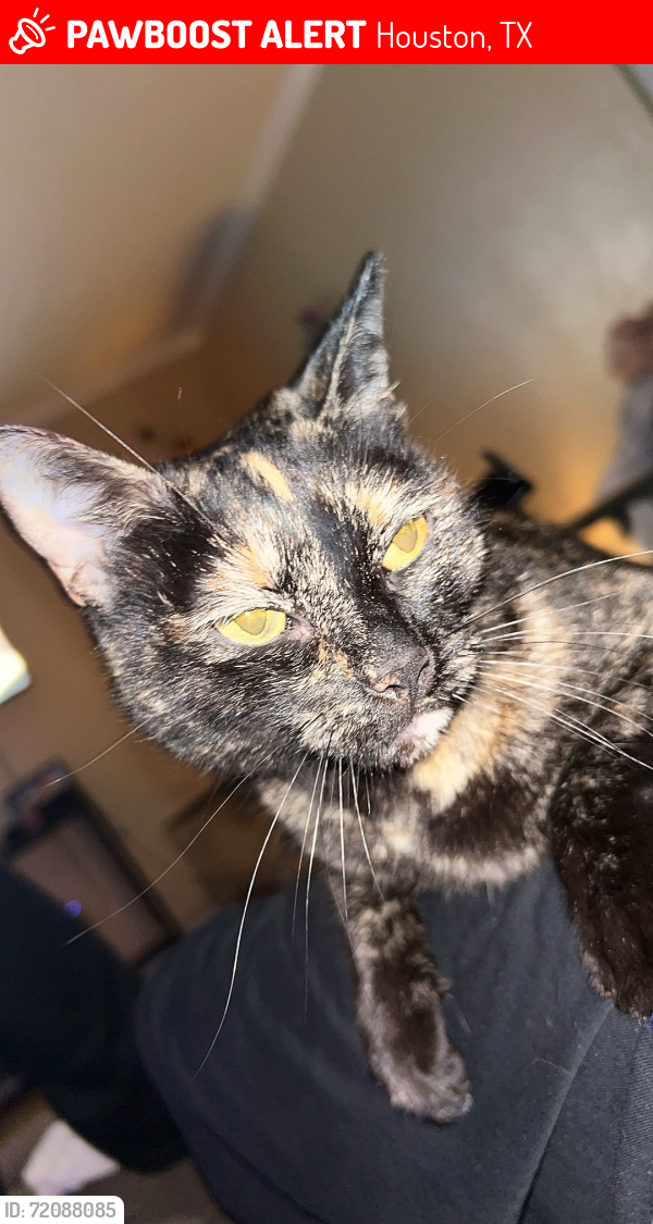 Lost Female Cat last seen Summercrest apmts, Houston, TX 77080