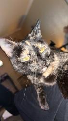 Lost Female Cat last seen Summercrest apmts, Houston, TX 77080
