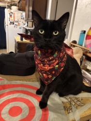Lost Male Cat last seen Iliff and Chambers, Aurora, CO 80014