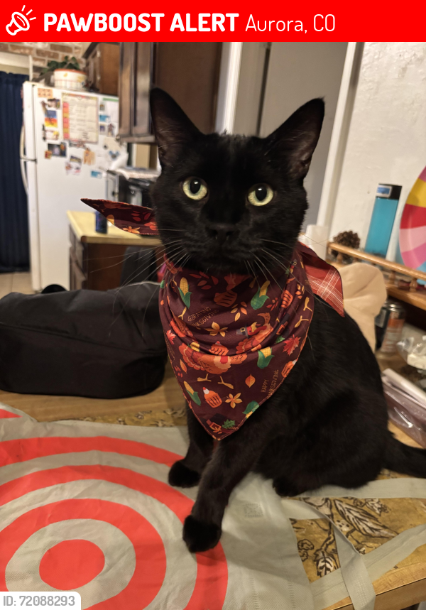 Lost Male Cat last seen Iliff and Chambers, Aurora, CO 80014