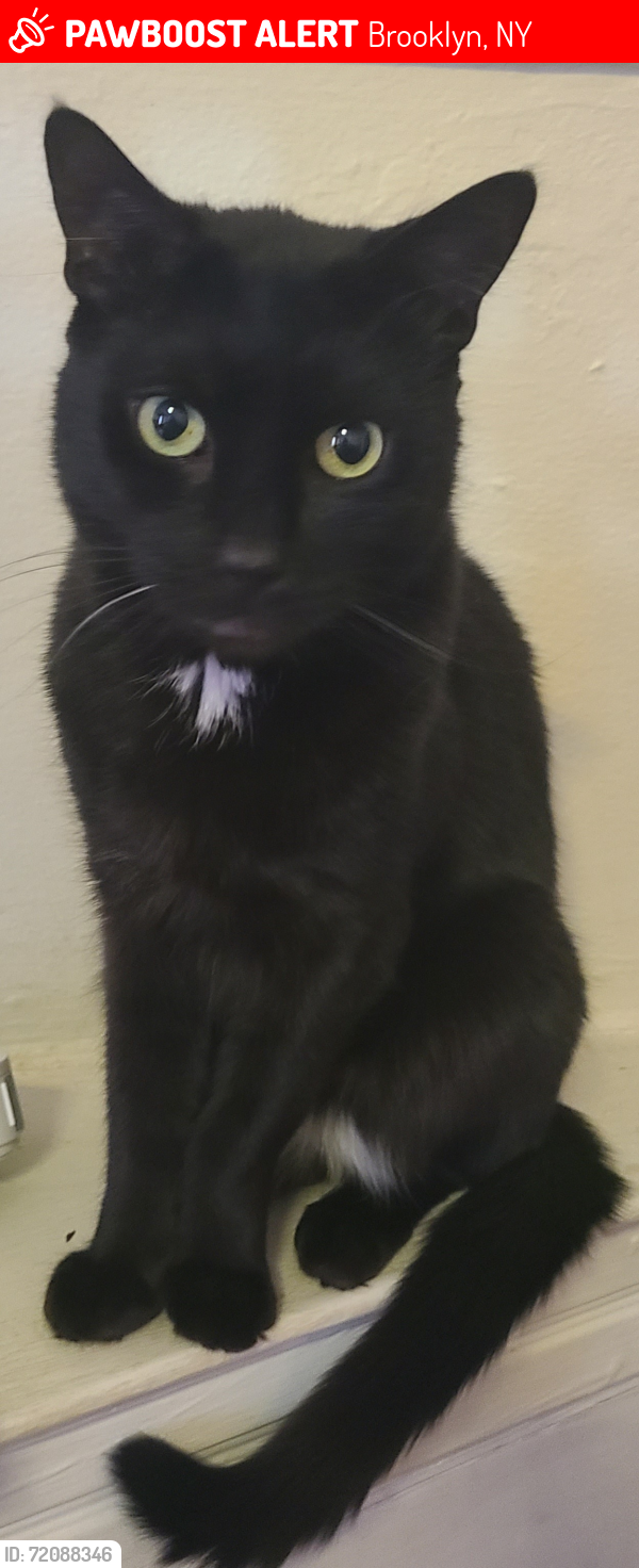 Lost Male Cat last seen E. 35th between Avenue H and Glenwood Road, Brooklyn, NY 11210