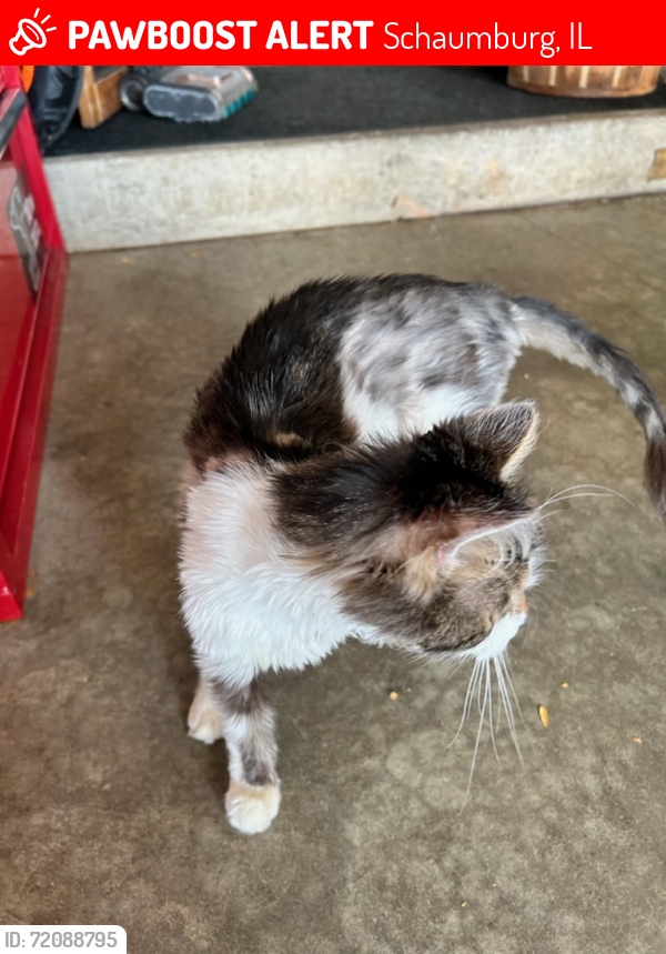 Lost Male Cat last seen Old church rd & debbie lane, Schaumburg, IL 60194